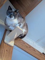 Lost Male Cat last seen Airmail ln, Ramona, CA 92065