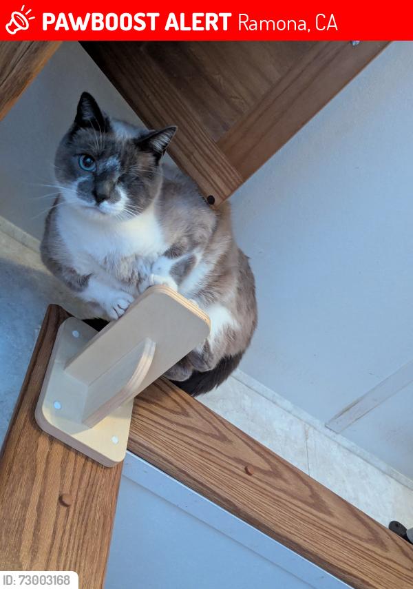 Lost Male Cat last seen Airmail ln, Ramona, CA 92065