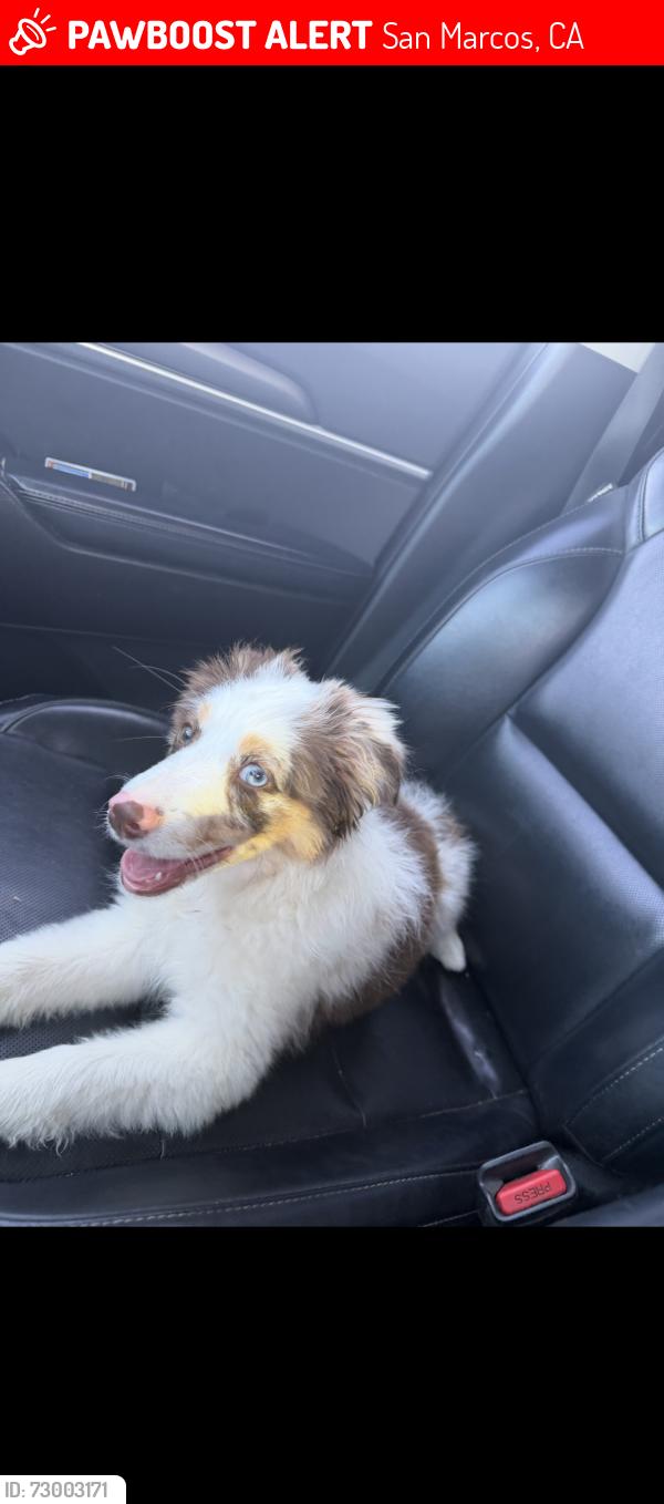 Lost Female Dog last seen La cienega, San Marcos, CA 92069