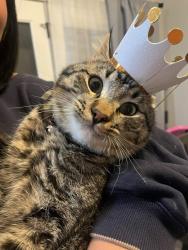 Reunited Male Cat last seen Five mile and Fairview, Boise, ID 83713