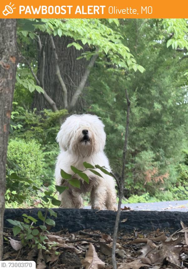 Found/Stray Unknown Dog last seen Neighbors front yard, Olivette, MO 63132