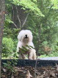 Found/Stray Unknown Dog last seen Neighbors front yard, Olivette, MO 63132