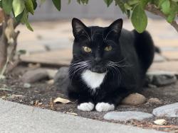 Lost Male Cat last seen Virginia Hills dr and Roanoke Dr, Martinez, CA 94553