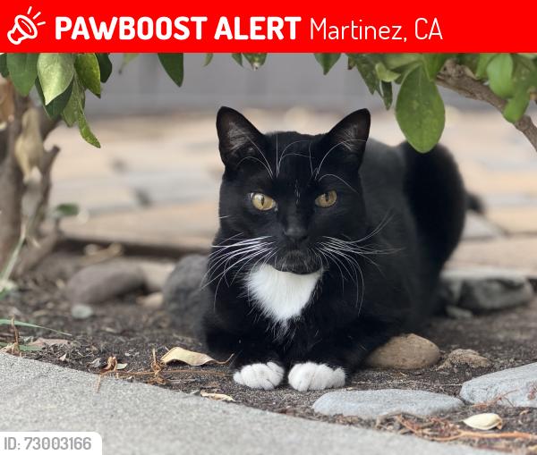 Lost Male Cat last seen Virginia Hills dr and Roanoke Dr, Martinez, CA 94553