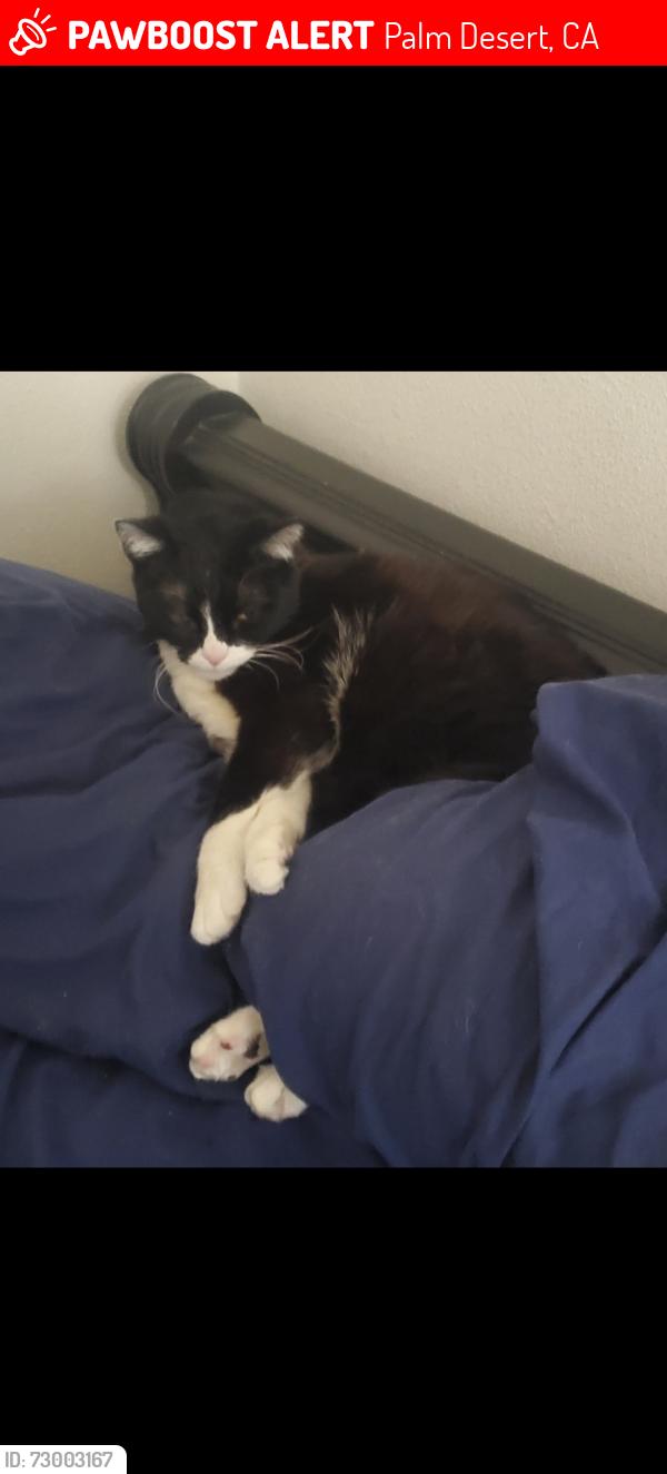 Lost Male Cat last seen Acacia , Palm Desert, CA 92260