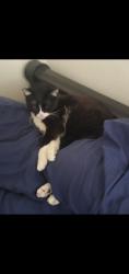 Lost Male Cat last seen Acacia , Palm Desert, CA 92260