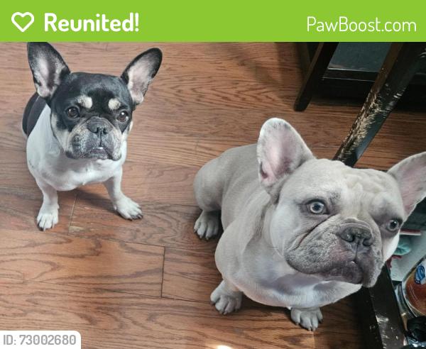 Reunited Female Dog last seen Powderhorn Dr and Insbrook, Garland, TX 75044