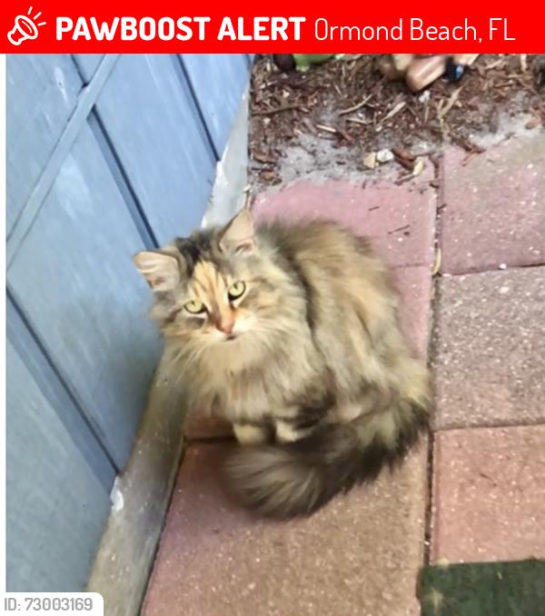 Lost Female Cat last seen Carolina and Alabama, Ormond Beach, FL 32174