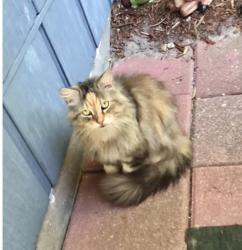 Lost Female Cat last seen Carolina and Alabama, Ormond Beach, FL 32174