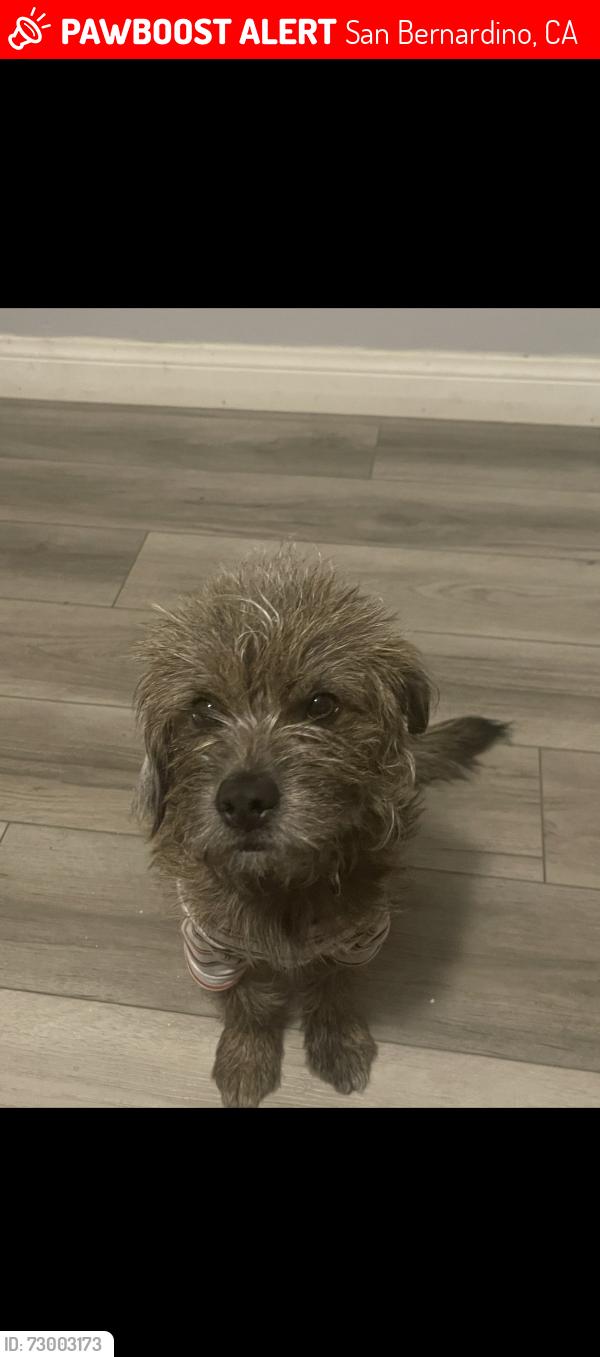 Lost Male Dog last seen Near Trenton St , San Bernardino, CA 92404