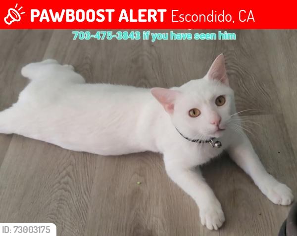 Lost Male Cat last seen Eveningside Glen , Escondido, CA 92026