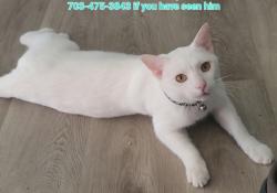 Lost Male Cat last seen Eveningside Glen , Escondido, CA 92026
