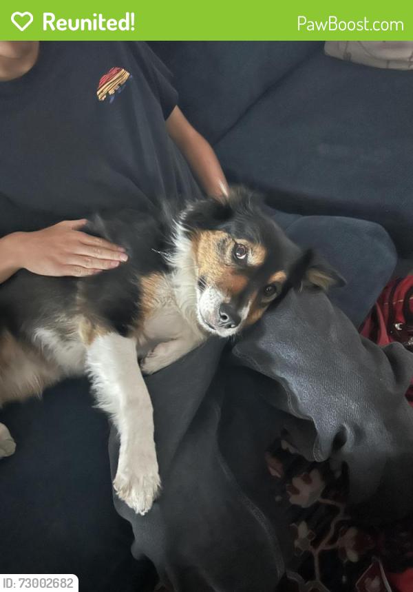Reunited Female Dog last seen Coliseum, Los Angeles, CA 90008