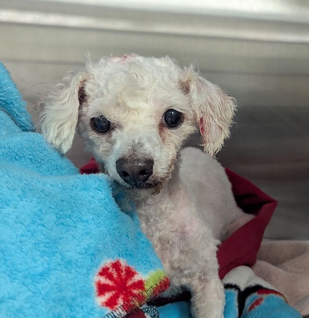 Shelter Stray Female Dog last seen Near Fletcher Valley Drive, Santee, CA, 92071, El Cajon, CA 92020, USA