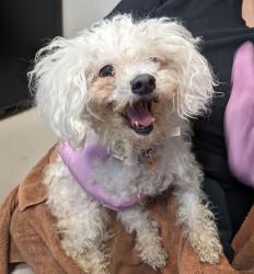 Shelter Stray Female Dog last seen Near Fletcher Valley Drive, Santee, CA, 92071, El Cajon, CA 92020, USA