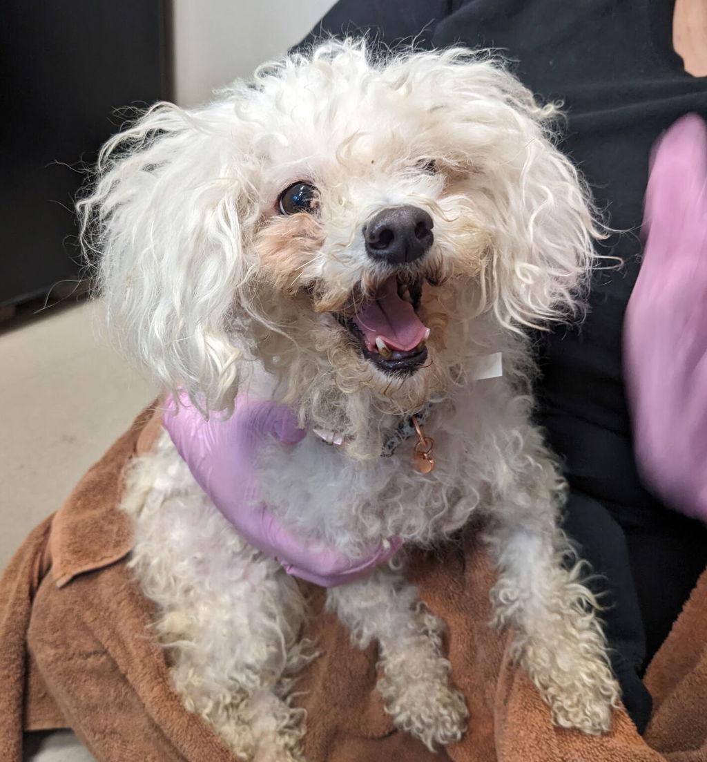 Shelter Stray Female Dog last seen Near Fletcher Valley Drive, Santee, CA, 92071, El Cajon, CA 92020, USA