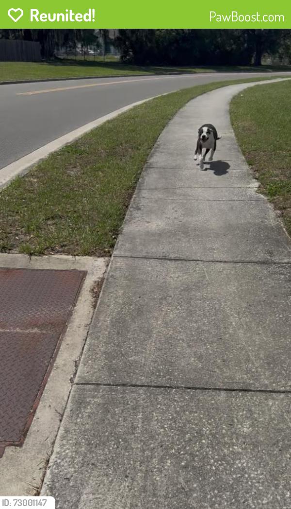 Reunited Male Dog last seen Golf club pkwy and Hernandes dr, Orlando, FL 32808