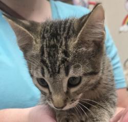 Shelter Stray Male Cat last seen Near Eucalyptus Hill, La Mesa, CA, 91942, El Cajon, CA 92020, USA