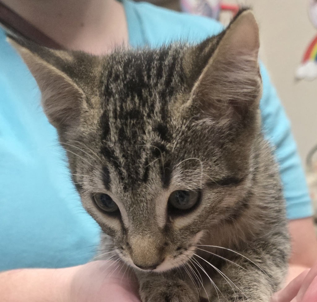 Shelter Stray Male Cat last seen Near Eucalyptus Hill, La Mesa, CA, 91942, El Cajon, CA 92020, USA