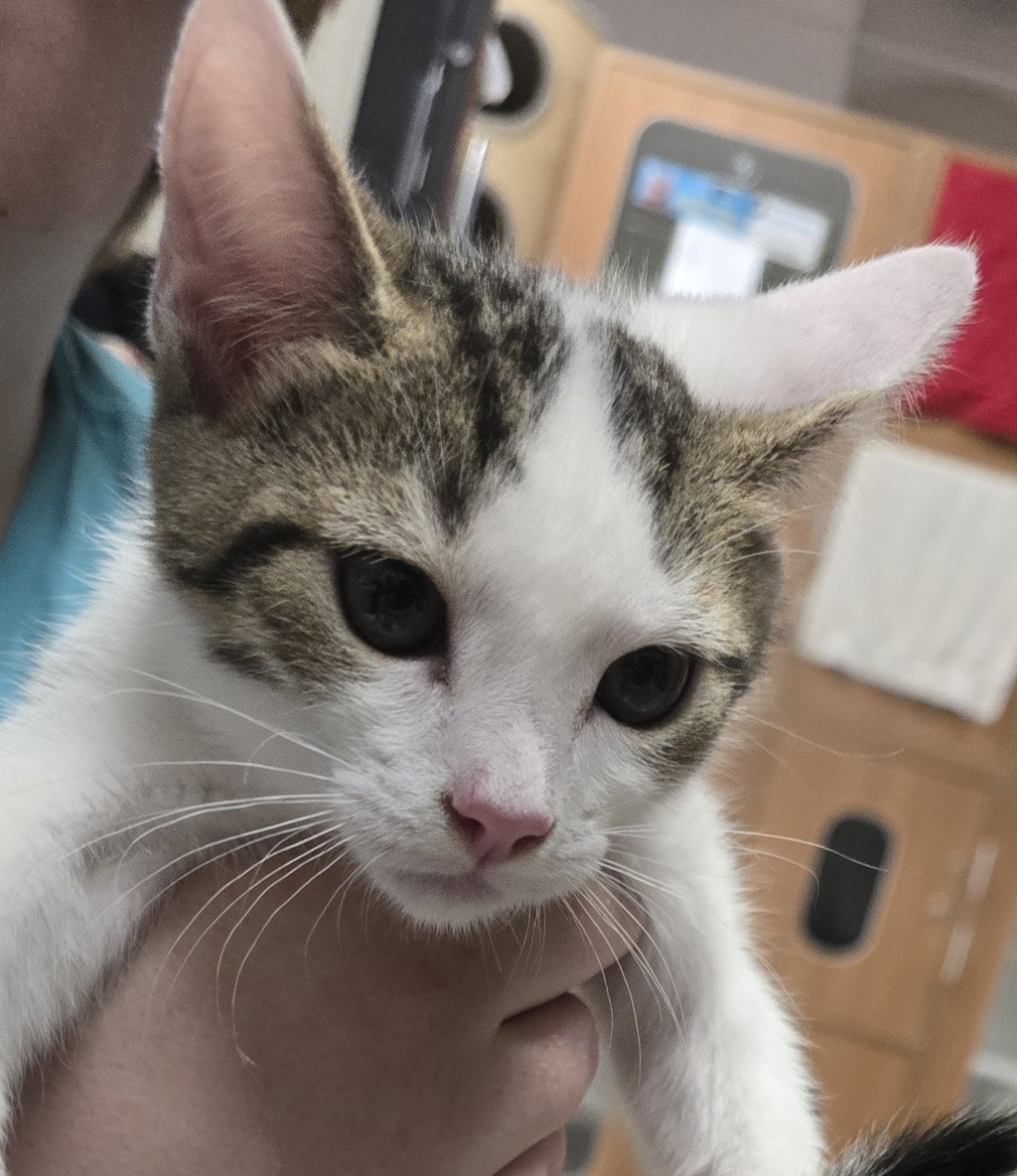 Shelter Stray Male Cat last seen Near Eucalyptus Hill, La Mesa, CA, 91942, El Cajon, CA 92020, USA