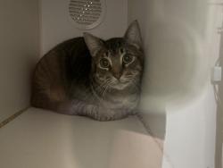 Shelter Stray Male Cat last seen Lewis Street, Oceanside, CA, 92056, Oceanside, CA 92058, USA