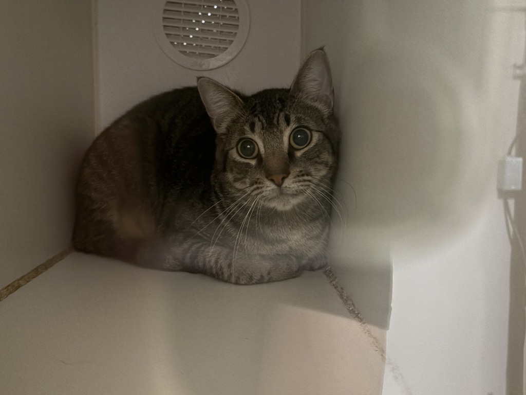 Shelter Stray Male Cat last seen Lewis Street, Oceanside, CA, 92056, Oceanside, CA 92058, USA