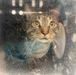 Shelter Stray Male Cat last seen ACC, NEW YORK, NY, 10029, 326 E 110th St, New York, NY 10029, USA