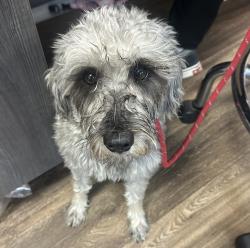 Shelter Stray Male Dog last seen front yard, San Diego, CA, 92114, 5500 Gaines St, San Diego, CA 92110, USA