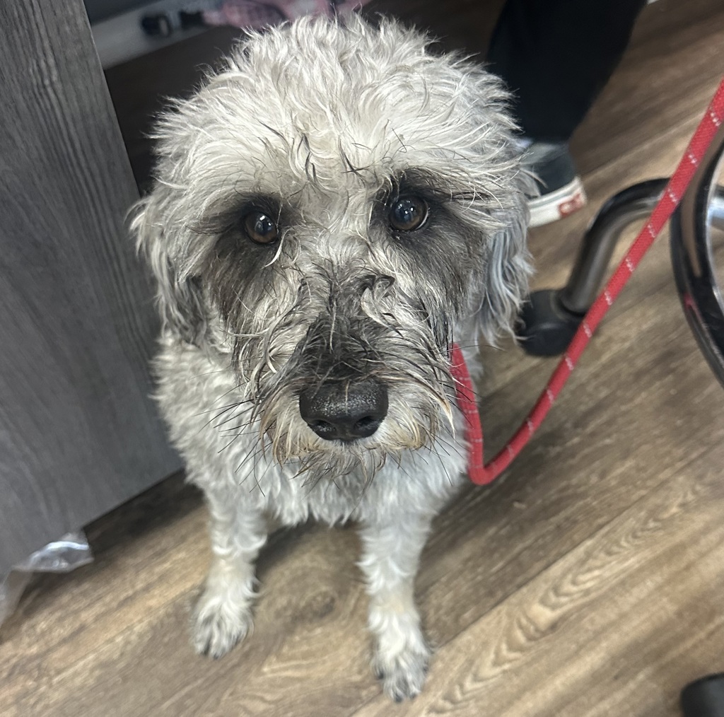 Shelter Stray Male Dog last seen front yard, San Diego, CA, 92114, 5500 Gaines St, San Diego, CA 92110, USA