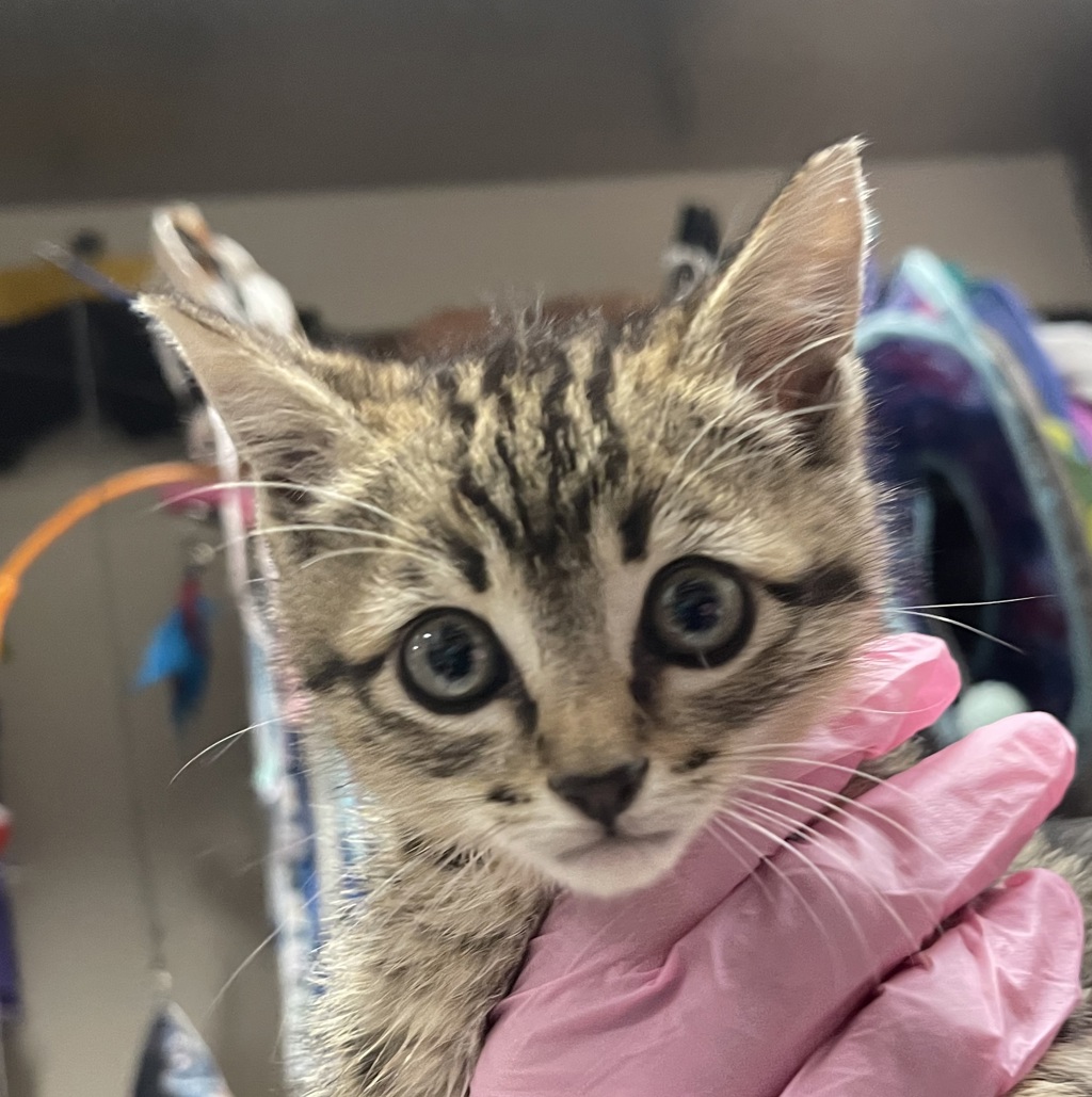 Shelter Stray Male Cat last seen Apt 5,1055 S Mollison Avenue, El Cajon, CA, 92020, El Cajon, CA 92020, USA