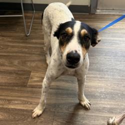 Shelter Stray Male Dog last seen Near University Avenue, San Diego, CA, 92104, 5500 Gaines St, San Diego, CA 92110, USA