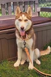 Shelter Stray Male Dog last seen Oakwood Road, GLEN BURNIE, MD, 21061, 411 Maxwell Frye Rd, Millersville, MD 21108, USA