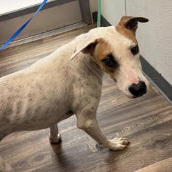Shelter Stray Male Dog last seen Near University Avenue, San Diego, CA, 92104, 5500 Gaines St, San Diego, CA 92110, USA