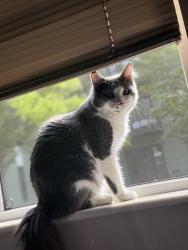 Lost Male Cat last seen Old Hudson Rd, Saint Paul, MN 55119