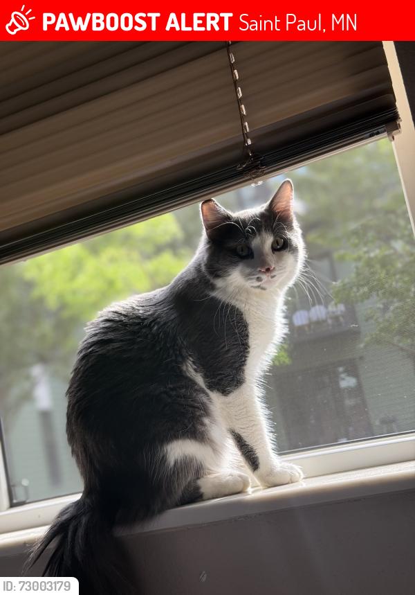 Lost Male Cat last seen Old Hudson Rd, Saint Paul, MN 55119