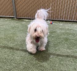 Shelter Stray Male Dog last seen Near Willet Circle, Carlsbad, CA, 92011, Oceanside, CA 92058, USA