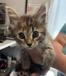 Shelter Stray Female Cat last seen Near S Centennial Road, Magna Township, UT, 84044, 511 W 3900 S, Salt Lake City, UT 84123, USA