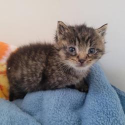 Shelter Stray Male Cat last seen Near Arthur Avenue, SAN LEANDRO, CA, 94577, 8323 Baldwin St, Oakland, CA 94621, USA