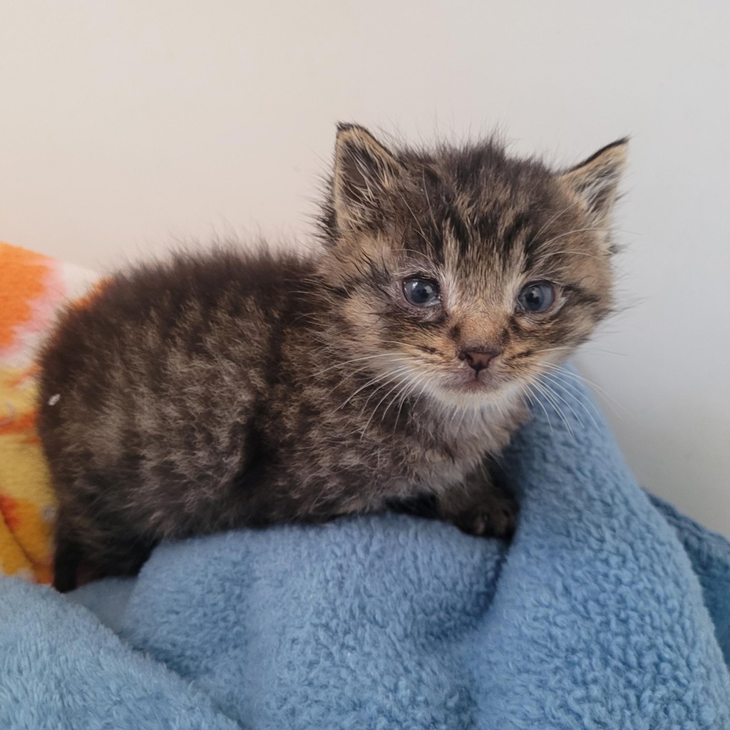Shelter Stray Male Cat last seen Near Arthur Avenue, SAN LEANDRO, CA, 94577, 8323 Baldwin St, Oakland, CA 94621, USA