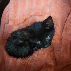 Shelter Stray Male Cat last seen Herman Ave, LIVERMORE, CA, 94551, 8323 Baldwin St, Oakland, CA 94621, USA