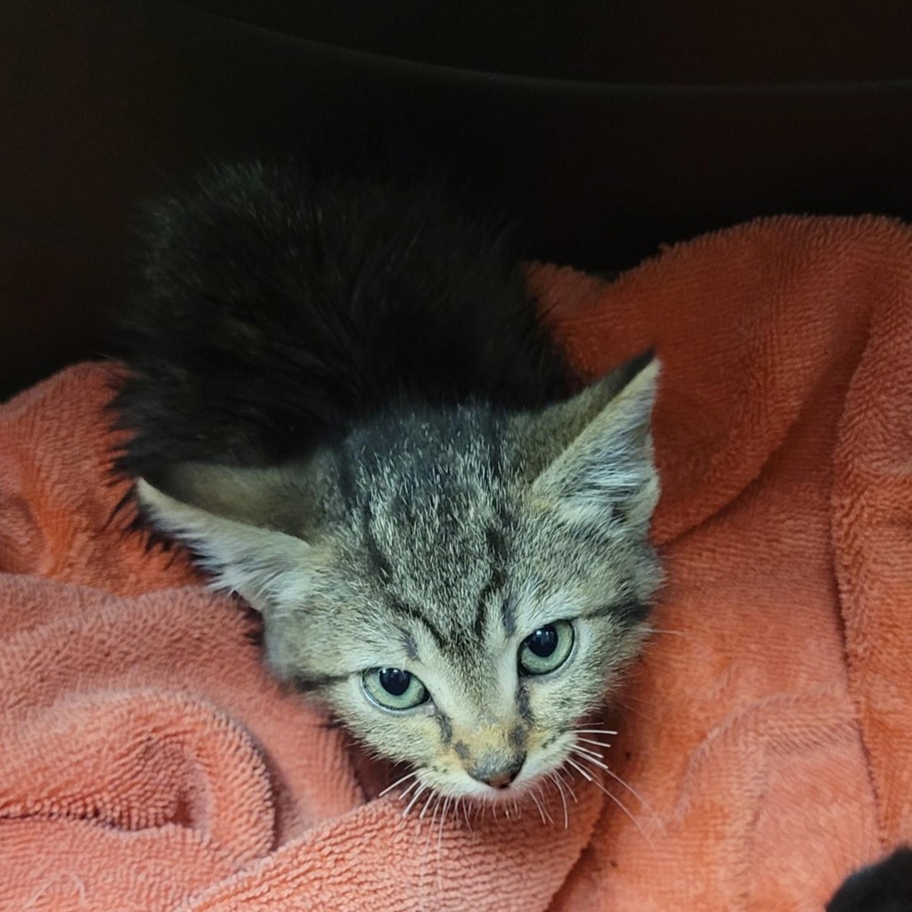 Shelter Stray Female Cat last seen Herman Ave, LIVERMORE, CA, 94551, 8323 Baldwin St, Oakland, CA 94621, USA