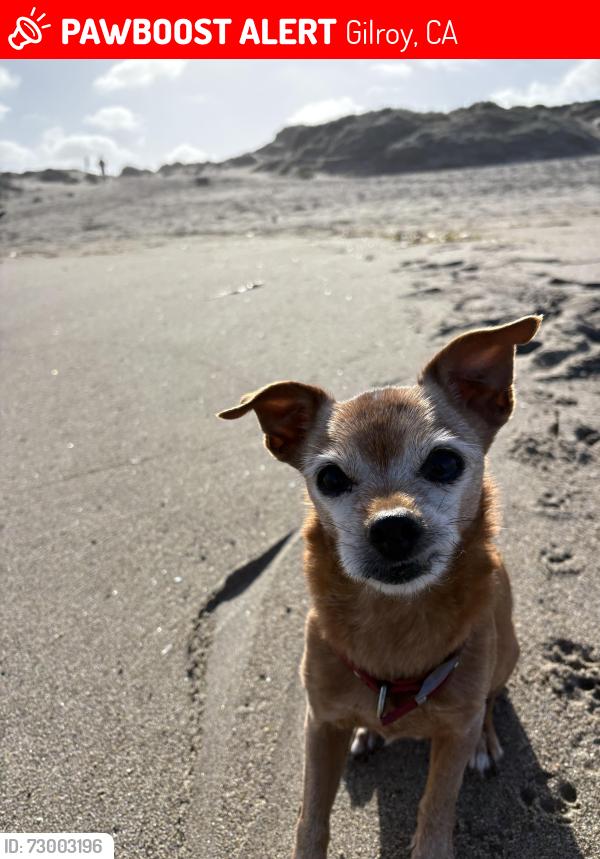 Lost Female Dog last seen Near renz ln Gilroy , Gilroy, CA 95020