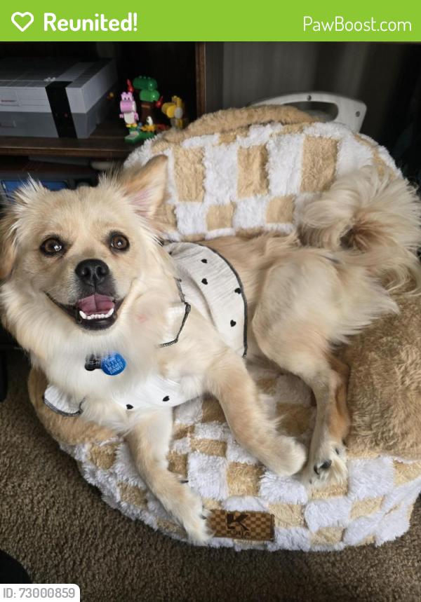Reunited Female Dog last seen Arkansas Ave Hammond IN, Hammond, IN 46323