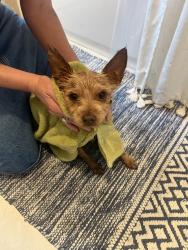 Found/Stray Male Dog last seen Griffin Avenue and Avenue 43, Los Angeles, CA 90031