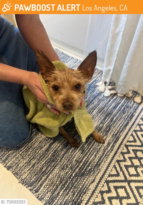 Found/Stray Male Dog last seen Griffin Avenue and Avenue 43, Los Angeles, CA 90031