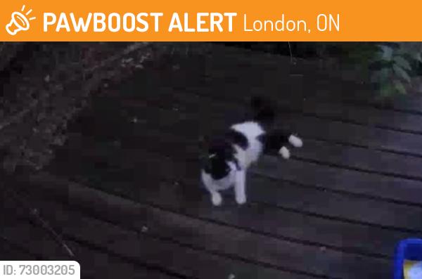 Found/Stray Unknown Cat last seen Wheable adult learning school , London, ON 