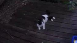 Found/Stray Unknown Cat last seen Wheable adult learning school , London, ON 