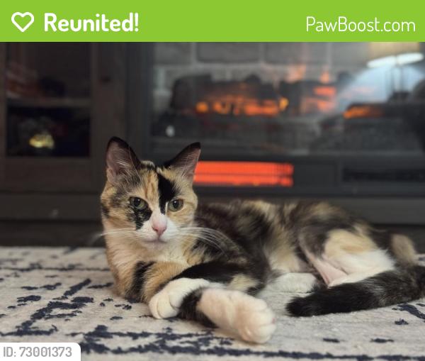 Reunited Female Cat last seen Andromeda Dr. , Burke, VA 22015