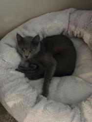 Lost Female Cat last seen Old Hudson Rd, Saint Paul, MN 55119
