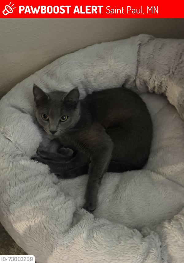 Lost Female Cat last seen Old Hudson Rd, Saint Paul, MN 55119
